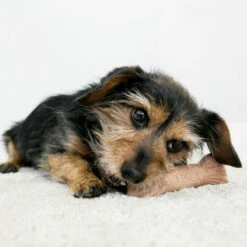 KONG ChewStix Ultra Stick 11 KONG ChewStix Ultra Stick -Trixie Verkäufe 2024 kong chewstix ultra stick 180856 0500 none