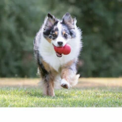 KONG Classic -Trixie Verkäufe 2024 kong classic 98645 0500 none