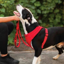 KONG Comfort Harness 8 KONG Comfort Harness -Trixie Verkäufe 2024 kong comfort harness zwart 178771 0500 none