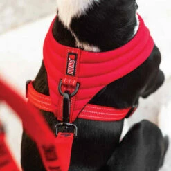 KONG Comfort Harness 9 KONG Comfort Harness -Trixie Verkäufe 2024 kong comfort harness zwart 178774 0500 none