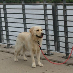 KONG Rope Leash - Schwarz -Trixie Verkäufe 2024 kong rope leash 194549 0500 none