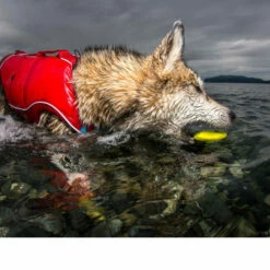 Kurgo Skipping Stones -Trixie Verkäufe 2024 kurgo skipping stones 99608 0500 none