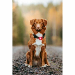 Orbiloc Dog Dual Safety Light 22 Orbiloc Dog Dual Safety Light -Trixie Verkäufe 2024 orbiloc led veiligheidslamp 188108 0500 none