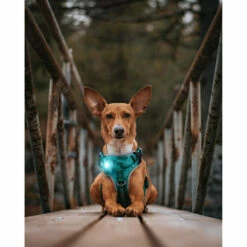 Orbiloc Dog Dual Safety Light 23 Orbiloc Dog Dual Safety Light -Trixie Verkäufe 2024 orbiloc led veiligheidslamp 188118 0500 none