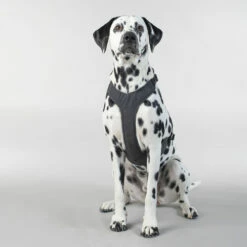 PAIKKA Visibility Harness 14 PAIKKA Visibility Harness -Trixie Verkäufe 2024 paikka visibility harness 217809 0500 none