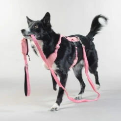 PAIKKA Visibility Leash -Trixie Verkäufe 2024 paikka visibility leash 217818 0500 none
