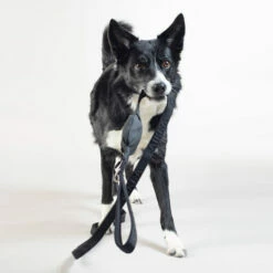 PAIKKA Visibility Leash -Trixie Verkäufe 2024 paikka visibility leash 217819 0500 none