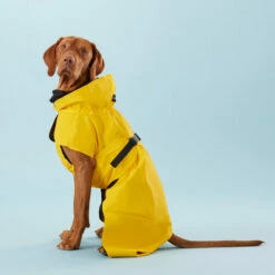 PAIKKA Visibility Raincoat Lite Yellow 10 PAIKKA Visibility Raincoat Lite Yellow -Trixie Verkäufe 2024 paikka visibility raincoat lite yellow 217726 0500 none