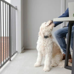 PetSafe Anti-Bell-Halsband -Trixie Verkäufe 2024 petsafe anti blafhalsband 208109 0500 none