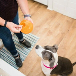 Planet Dog Orbee-Tuff Snoop -Trixie Verkäufe 2024 planet dog orbee tuff snoop oranje 167041 0500 none