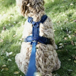 Kentucky Dog Harness Active Velvet 15 Kentucky Dog Harness Active Velvet -Trixie Verkäufe 2024 prod 15744 218992 0500 none