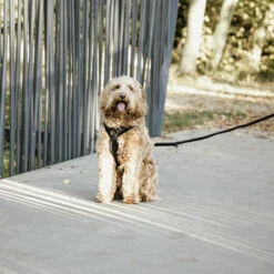 Kentucky Dog Harness Active Velvet 14 Kentucky Dog Harness Active Velvet -Trixie Verkäufe 2024 prod 15744 218994 0500 none