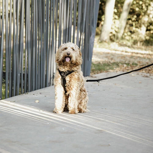 Kentucky Dog Harness Active Velvet 6 Kentucky Dog Harness Active Velvet – Bild 4