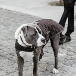 Kentucky Hundemantel Original 11 Kentucky Hundemantel Original -Trixie Verkäufe 2024 prod 15745 218998 0500 none