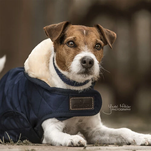 Kentucky Hundemantel Original 7 Kentucky Hundemantel Original – Bild 5