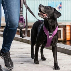 DOG Copenhagen Comfort Walk Pro Geschirr 27 DOG Copenhagen Comfort Walk Pro Geschirr -Trixie Verkäufe 2024 prod 15938 220297 0500 none