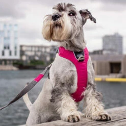 DOG Copenhagen Comfort Walk Pro Geschirr 18 DOG Copenhagen Comfort Walk Pro Geschirr -Trixie Verkäufe 2024 prod 15938 220300 0500 none