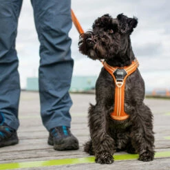 DOG Copenhagen Comfort Walk Air Geschirr -Trixie Verkäufe 2024 prod 15939 220308 0500 none