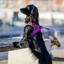 DOG Copenhagen Comfort Walk Go Geschirr 28 DOG Copenhagen Comfort Walk Go Geschirr -Trixie Verkäufe 2024 prod 15940 220325 0500 none