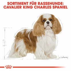 Royal Canin Cavalier King Charles Adult - Hundefutter -Trixie Verkäufe 2024 royal canin cavalier king charles adult hondenvoer 137857 0500 none
