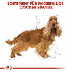 Royal Canin Cocker Adult - Hundefutter 13 Royal Canin Cocker Adult - Hundefutter -Trixie Verkäufe 2024 royal canin cocker adult hondenvoer 138145 0500 none