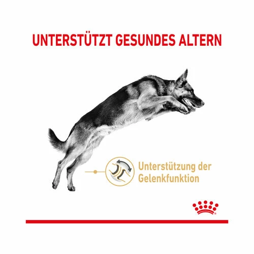 Royal Canin German Shepherd Adult 5+ 4 Royal Canin German Shepherd Adult 5+ – Bild 2