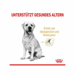 Royal Canin Labrador Retriever Adult 5+ 11 Royal Canin Labrador Retriever Adult 5+ -Trixie Verkäufe 2024 royal canin labrador retriever adult 5 165145 0500 none