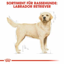Royal Canin Labrador Retriever Adult - Hundefutter 12 Royal Canin Labrador Retriever Adult - Hundefutter -Trixie Verkäufe 2024 royal canin labrador retriever adult hondenvoer 139351 0500 none