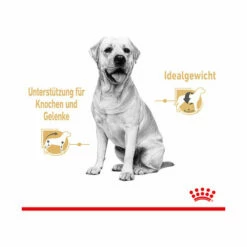 Royal Canin Labrador Retriever Adult Wet -Trixie Verkäufe 2024 royal canin labrador retriever adult wet 165787 0500 none
