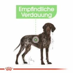 Royal Canin Maxi Digestive Care - Hundefutter 13 Royal Canin Maxi Digestive Care - Hundefutter -Trixie Verkäufe 2024 royal canin maxi digestive care hondenvoer 132482 0500 none