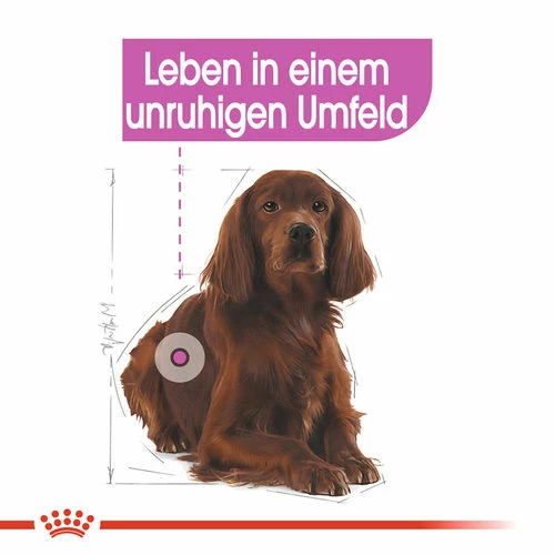 Royal Canin Medium Relax Care - Hundefutter 5 Royal Canin Medium Relax Care - Hundefutter – Bild 3