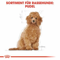 Royal Canin Poodle Puppy - Hundefutter -Trixie Verkäufe 2024 royal canin poodle puppy hondenvoer 139753 0500 none