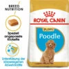 Royal Canin Poodle Puppy - Hundefutter 2 Royal Canin Poodle Puppy - Hundefutter -Trixie Verkäufe 2024 royal canin poodle puppy hondenvoer 139789 0500 none