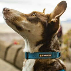 Ruffwear Hi & Light Halsband 11 Ruffwear Hi & Light Halsband -Trixie Verkäufe 2024 ruffwear hi light collar 194264 0500 none