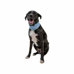 Ruffwear Swamp Cooler Neck Gaiter 9 Ruffwear Swamp Cooler Neck Gaiter -Trixie Verkäufe 2024 ruffwear swamp cooler neck gaiter 196808 0500 none