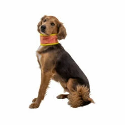 Ruffwear Swamp Cooler Neck Gaiter 11 Ruffwear Swamp Cooler Neck Gaiter -Trixie Verkäufe 2024 ruffwear swamp cooler neck gaiter 196817 0500 none