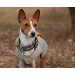 Spotted! Pro Dog & Cat -Trixie Verkäufe 2024 spotted pro dog cat 166918 0500 none