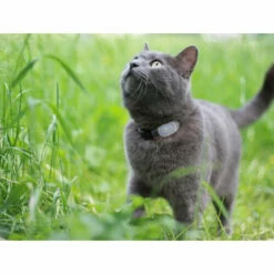 Tabcat Cat Tracker -Trixie Verkäufe 2024 tabcat cat tracker 217030 0500 none