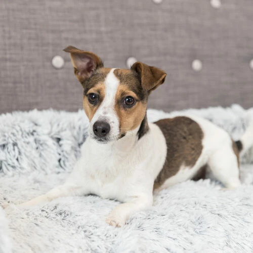 Trixie Polster-Schondecke Harvey 4 Trixie Polster-Schondecke Harvey – Bild 2