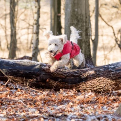 Trixie Regenjacke Vimy -Trixie Verkäufe 2024 trixie regenjas vimy 204857 0500 none