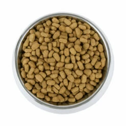 Vetality Weight Management - Hundefutter -Trixie Verkäufe 2024 vetality weight management hondenvoer 195227 0500 none